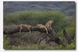 Lions relaxing in a tree