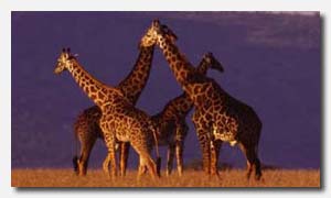 Herd of Giraffes